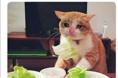 memes-engracados-para-o-whats-app-memes-para-quem-ta-de-dieta-memes-sobre-dieta-5bf6ff68c937a